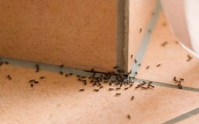 Mravi u kući – evo rješenja!